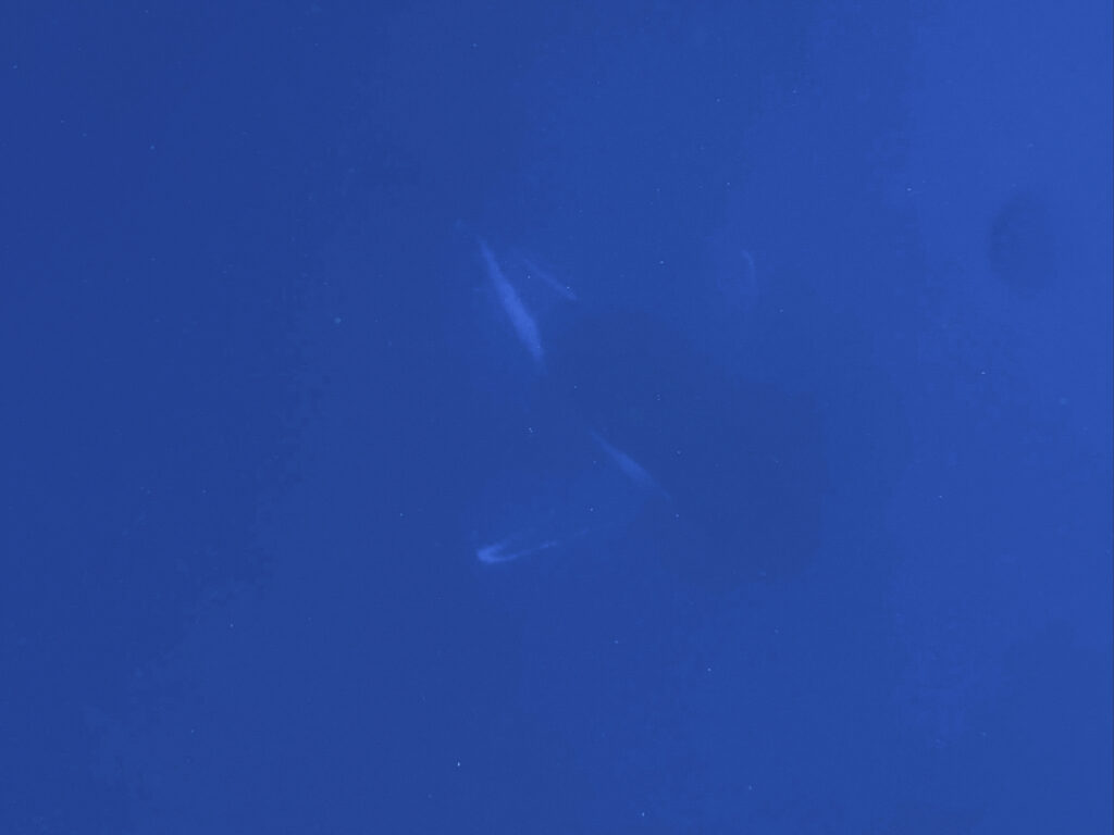 Buckelwal im blauen Wasser. Schnorcheln mit Buckelwalen.