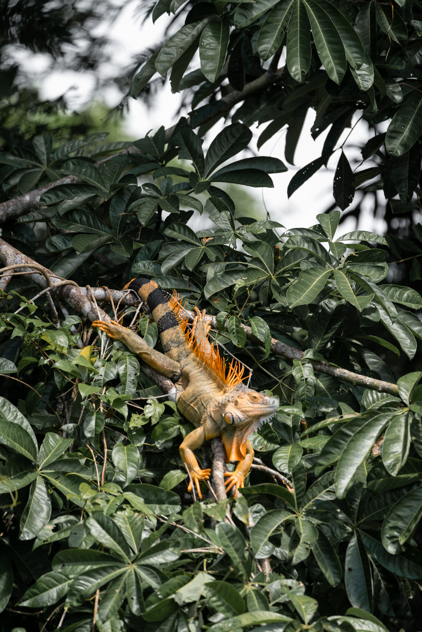 Echse Tortuguero Nationalpark Costa Rica