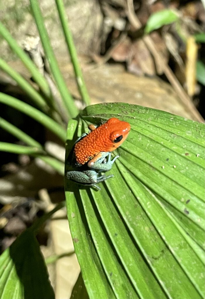 Erdbeerfrosch Costa Rica