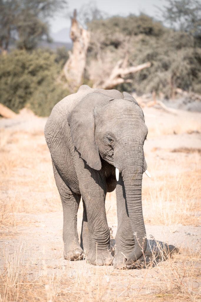 Wüstenelefanten Namibia